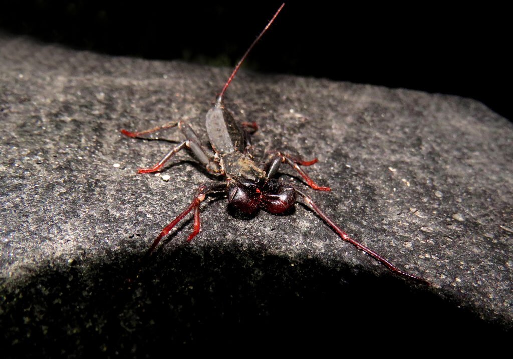 Kalajengking Cambuk (Famili Thelyphonidae)