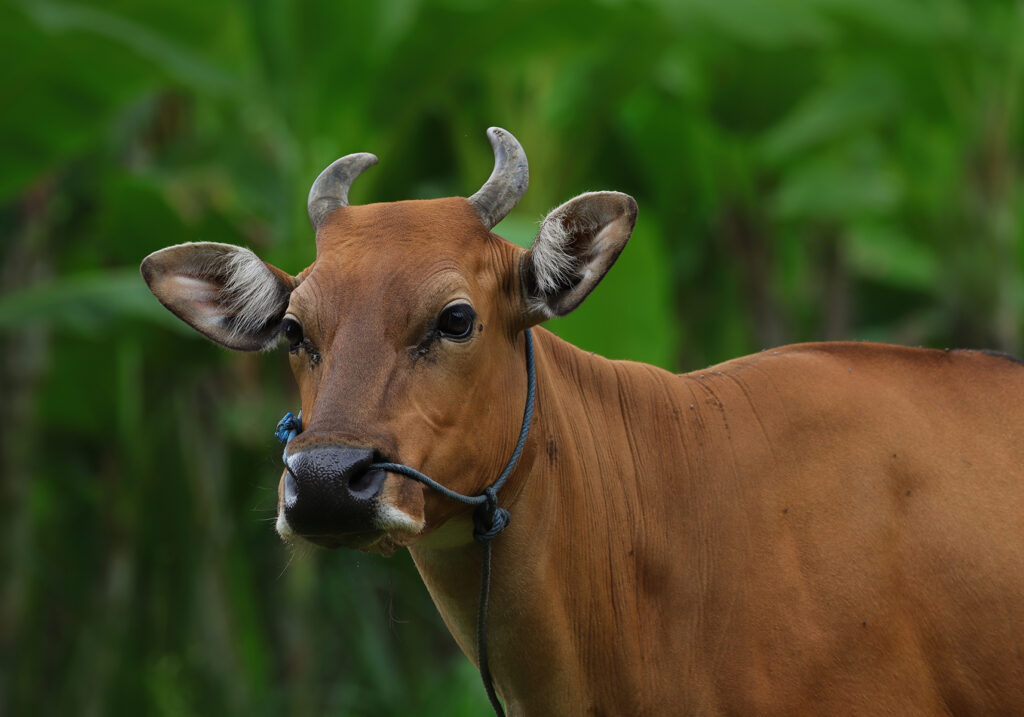 Bali Cattle (Bos javanicus f. domesticus)