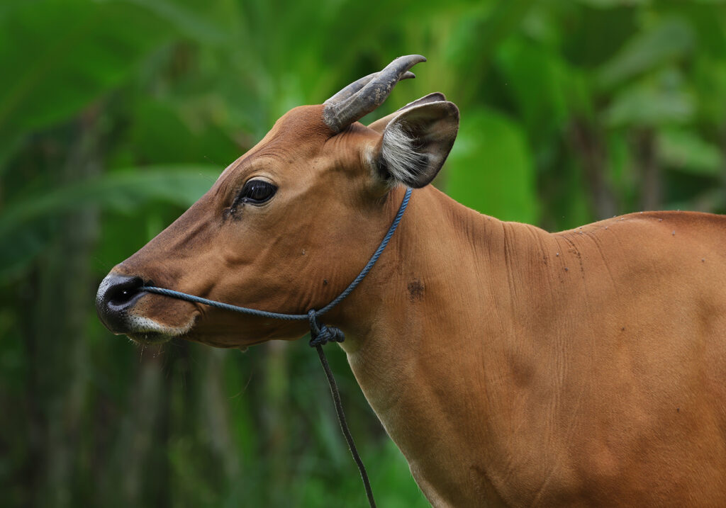 Bali Cattle (Bos javanicus f. domesticus)