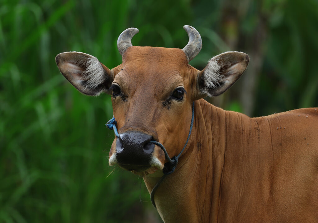 Bali Cattle (Bos javanicus f. domesticus)