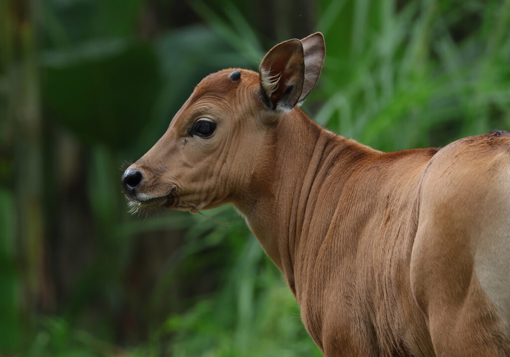 Bali Cattle (Bos javanicus f. domesticus)