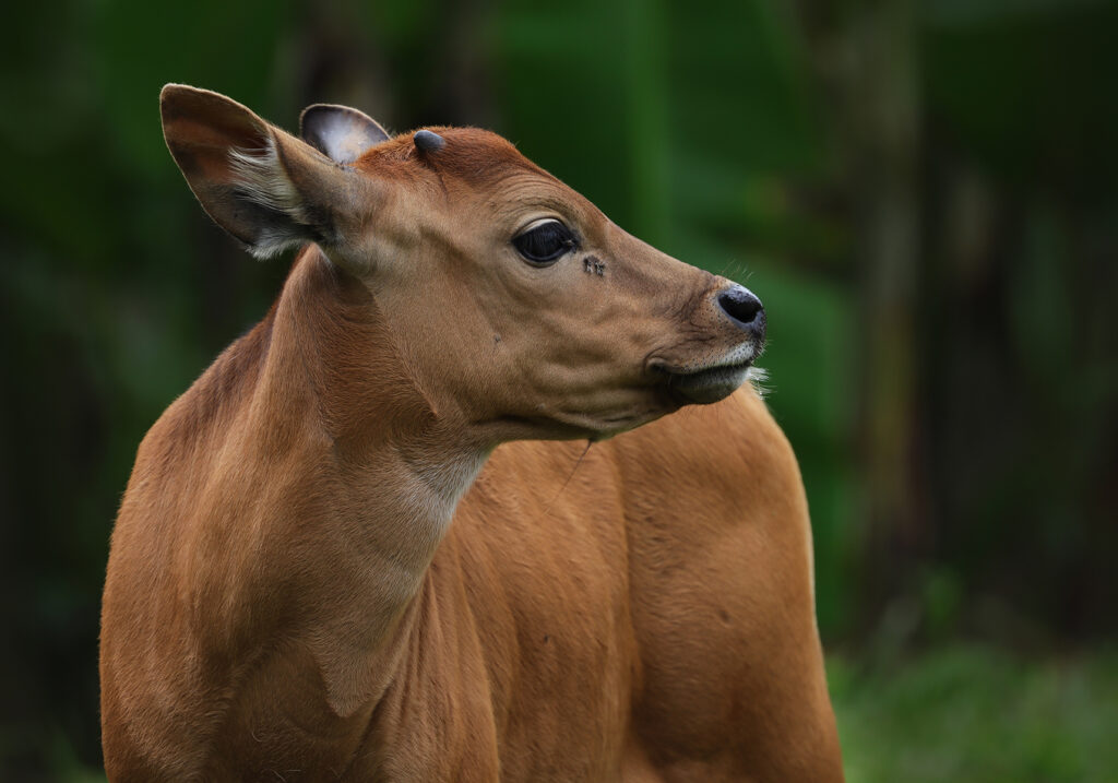 Bali Cattle (Bos javanicus f. domesticus)