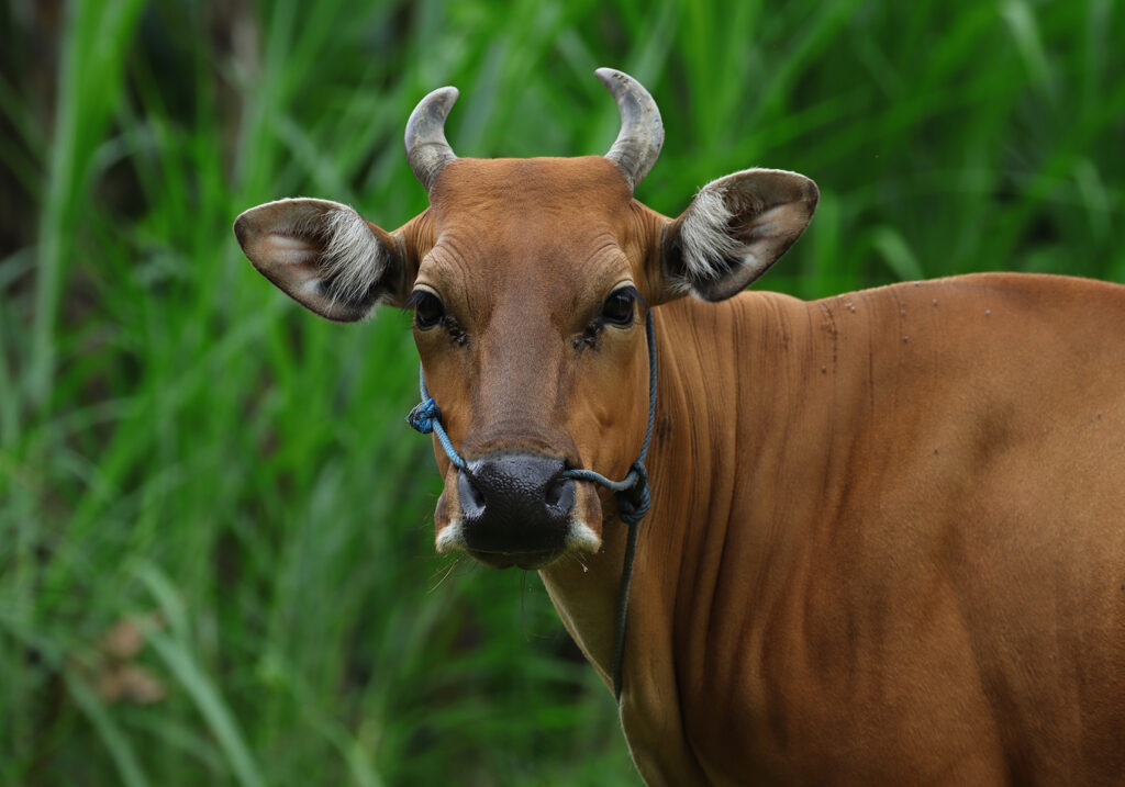 Bali Cattle (Bos javanicus f. domesticus)
