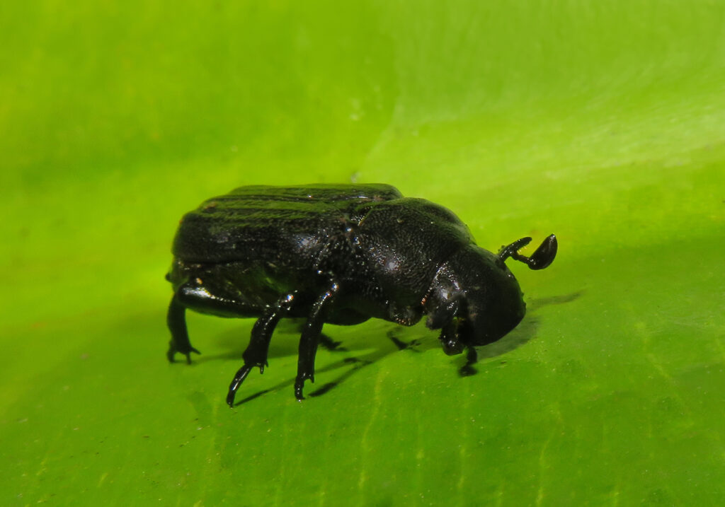 Predatory Chafers