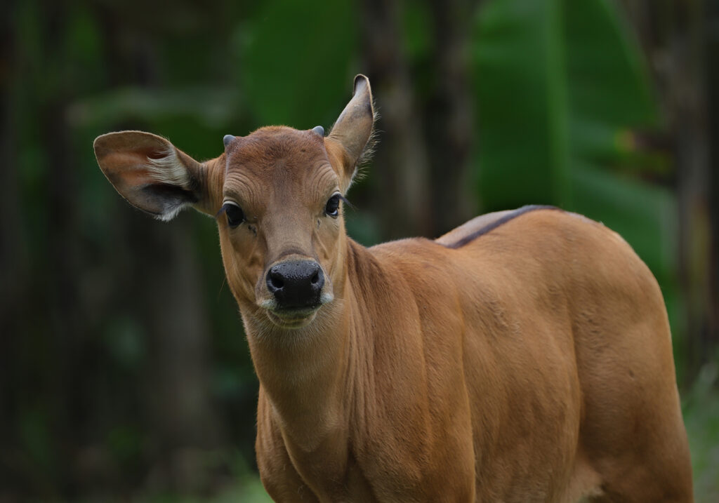 Bali Cattle (Bos javanicus f. domesticus)