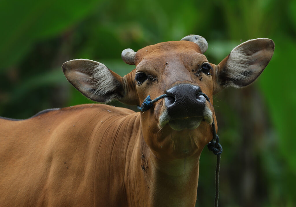 Bali Cattle (Bos javanicus f. domesticus)