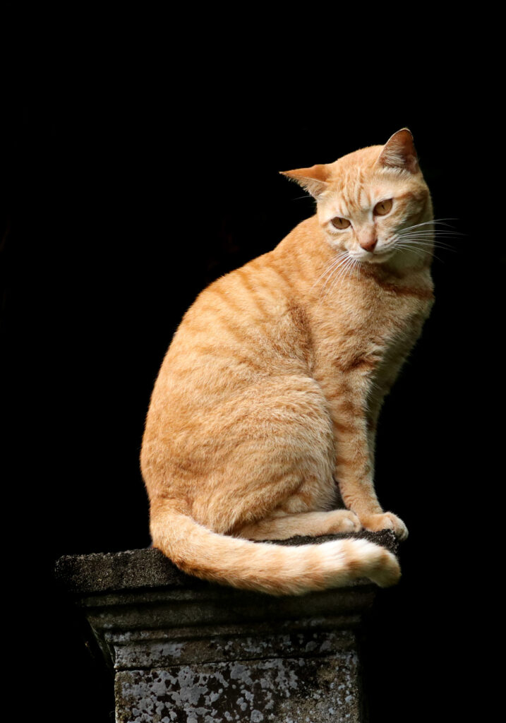 Domestic Cat (Felis catus)