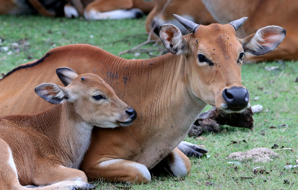 Bali Cattle (Bos javanicus f. domesticus)