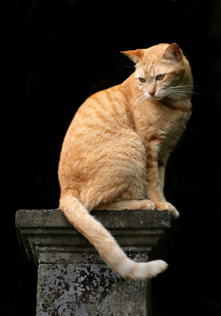 Domestic Cat (Felis catus)