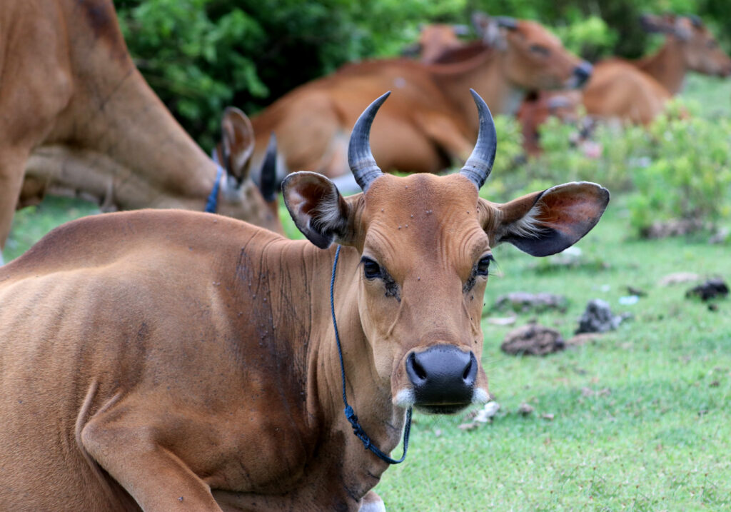 Bali Cattle (Bos javanicus f. domesticus)