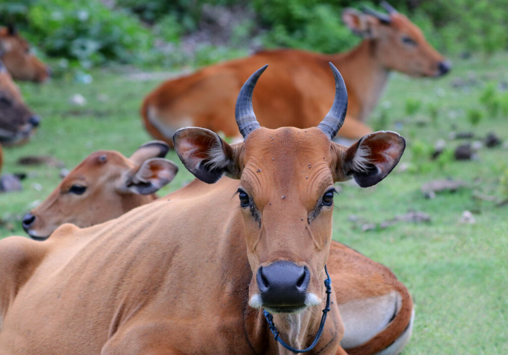 Bali Cattle