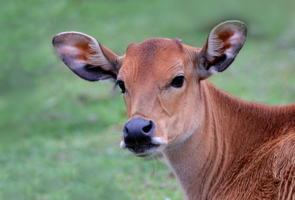 Bali Cattle