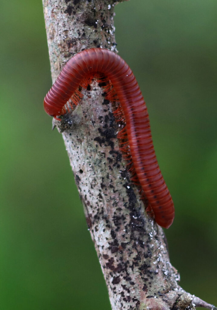 Kaki Seribu Punggung Bulat (Superordo Juliformia)