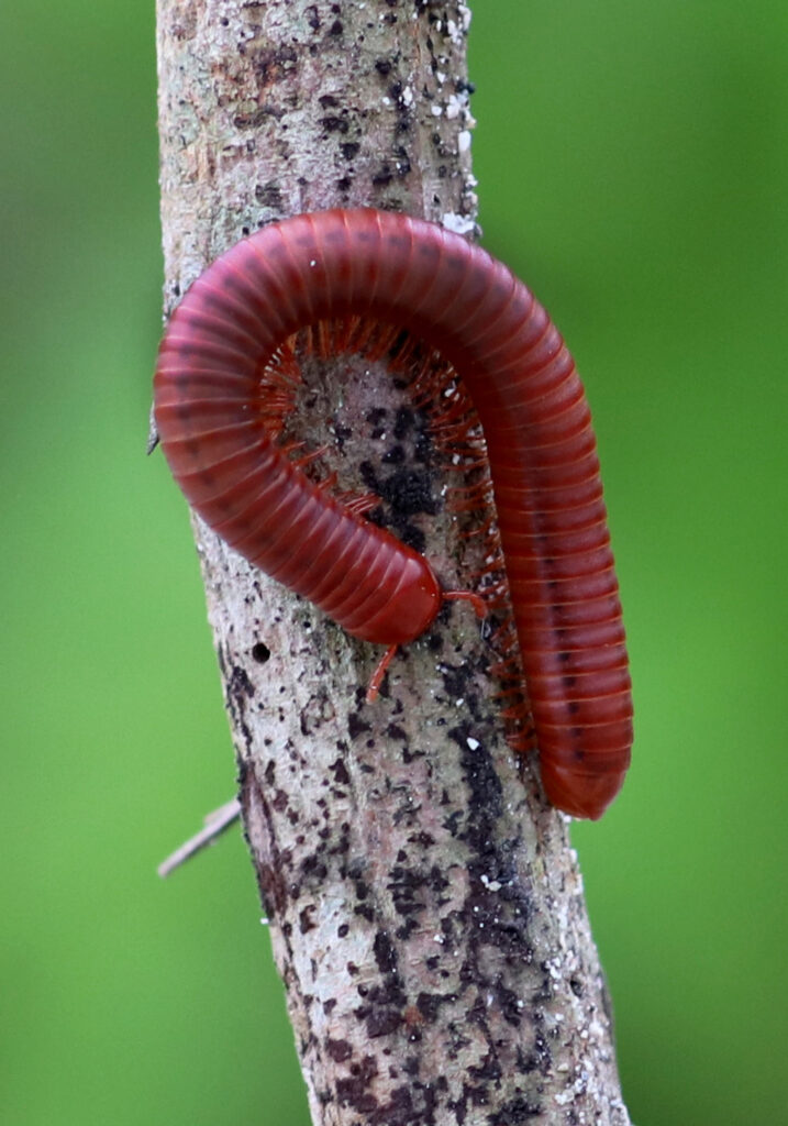 Kaki Seribu Punggung Bulat (Superordo Juliformia)