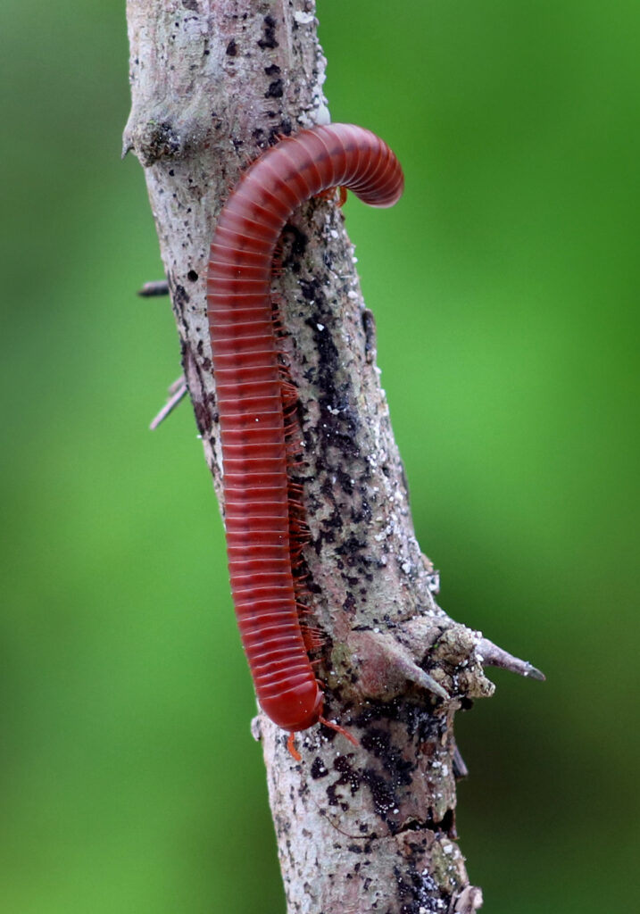 Kaki Seribu Punggung Bulat (Superordo Juliformia)