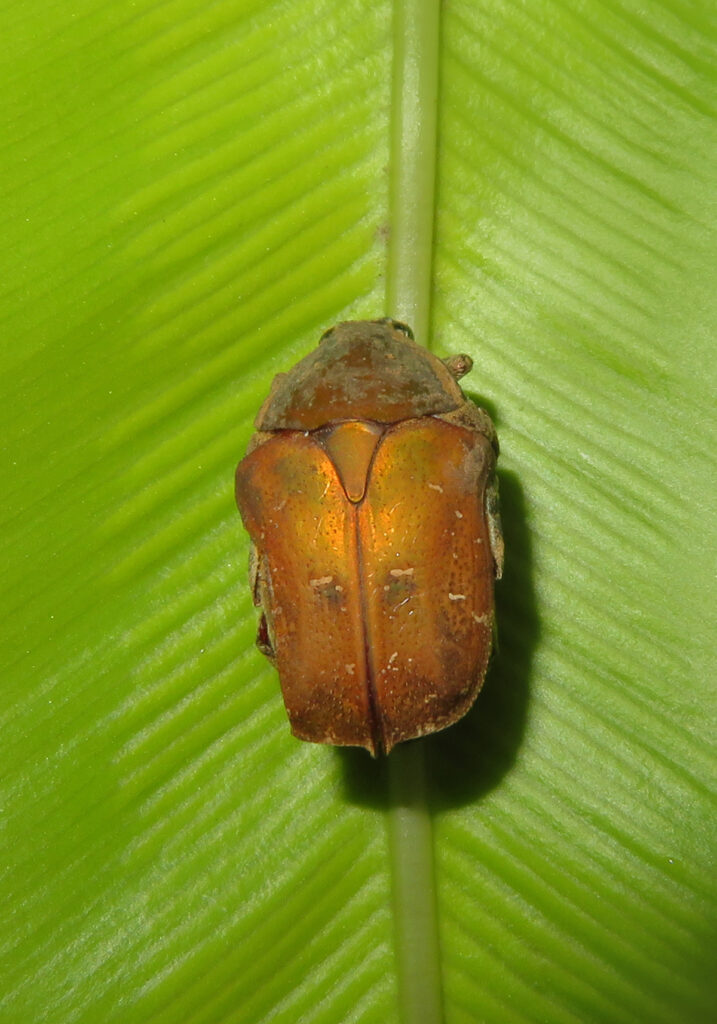 Protaetia ciliata