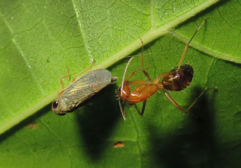 Semut Camponotine (Tribe Camponotini)