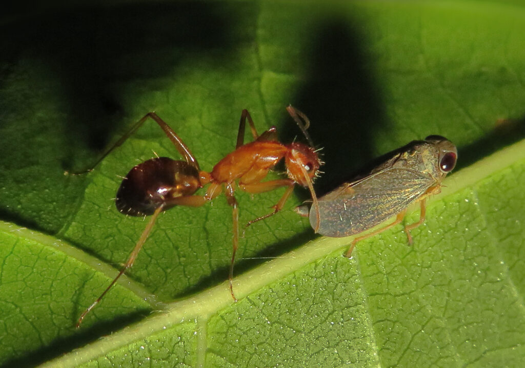 Semut Camponotine (Tribe Camponotini)