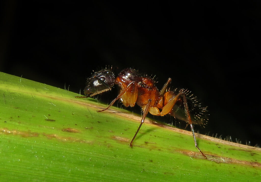 Semut Camponotine (Tribe Camponotini)