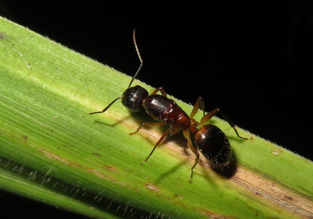 Semut Camponotine (Tribe Camponotini)