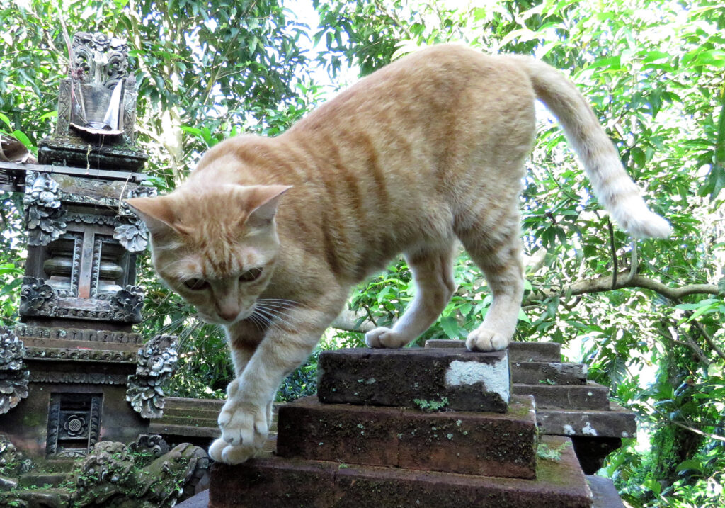 Domestic Cat (Felis catus)