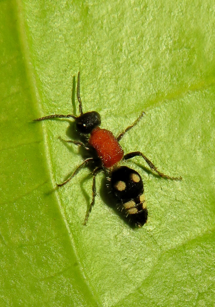 Velvet Ants