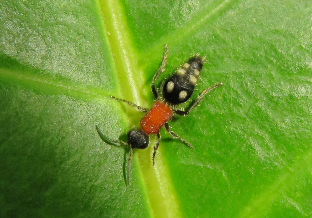 Velvet Ants