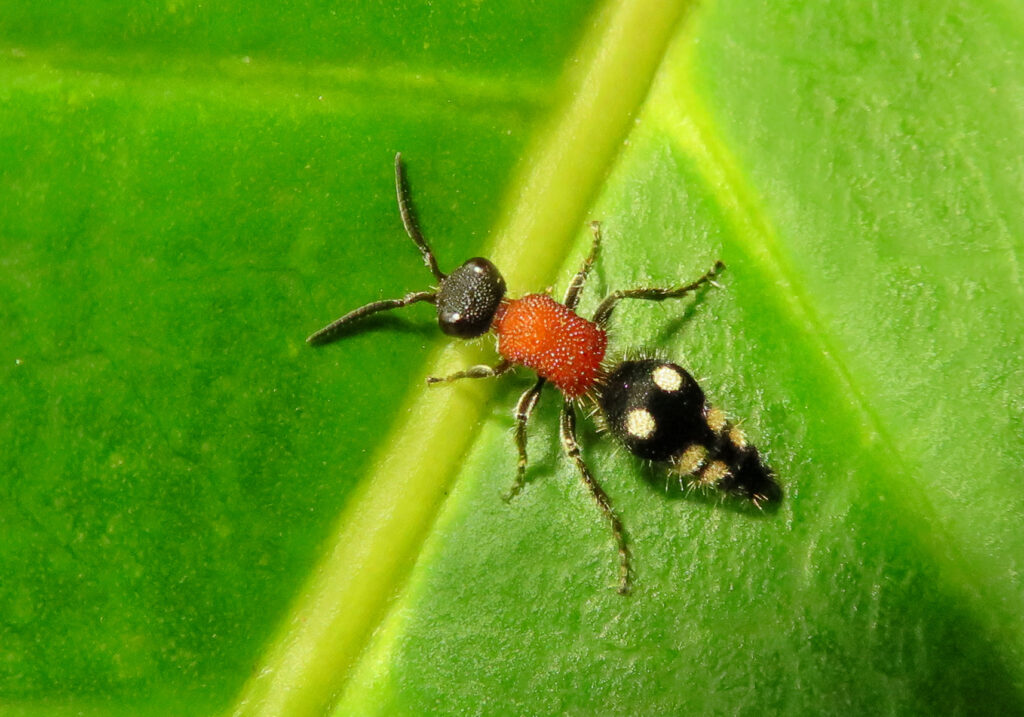 Velvet Ants