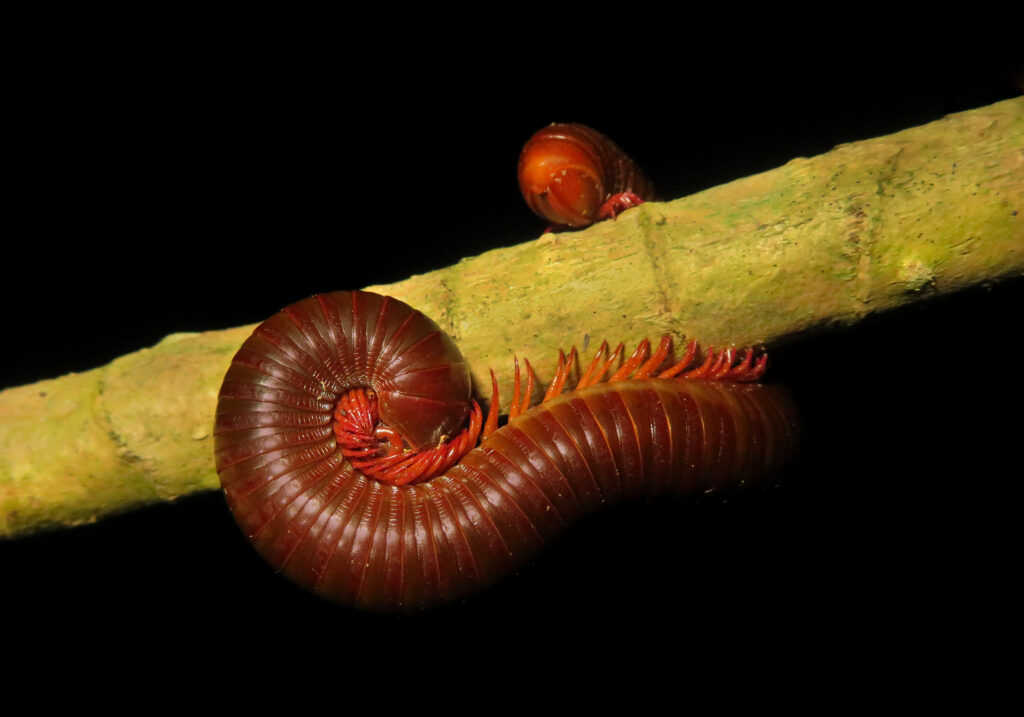 Kaki Seribu Punggung Bulat (Superordo Juliformia)