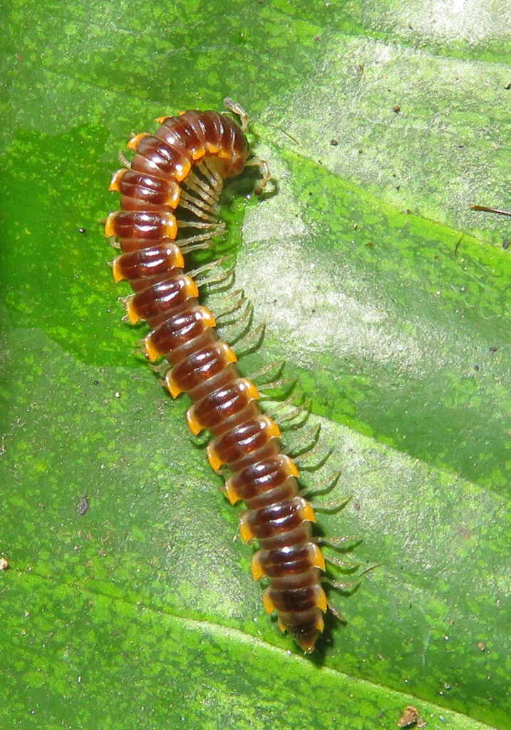 Kaki Seribu Berpunggung Datar (Ordo Polydesmida)