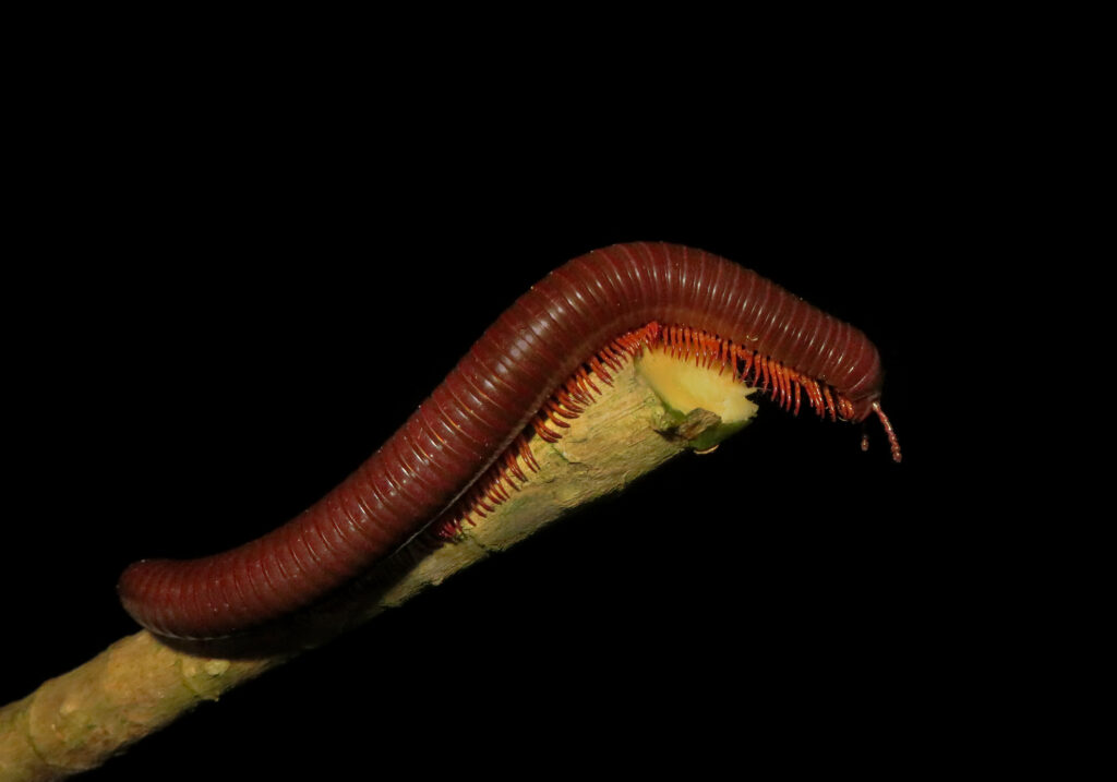 Kaki Seribu Punggung Bulat (Superordo Juliformia)