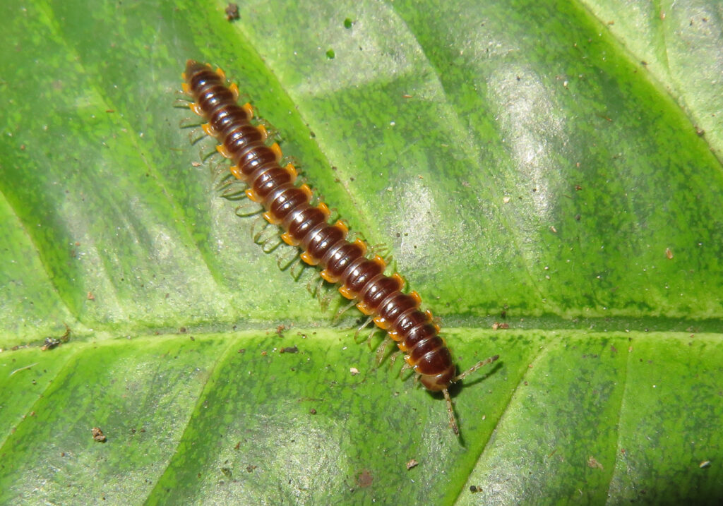 Kaki Seribu Berpunggung Datar (Ordo Polydesmida)