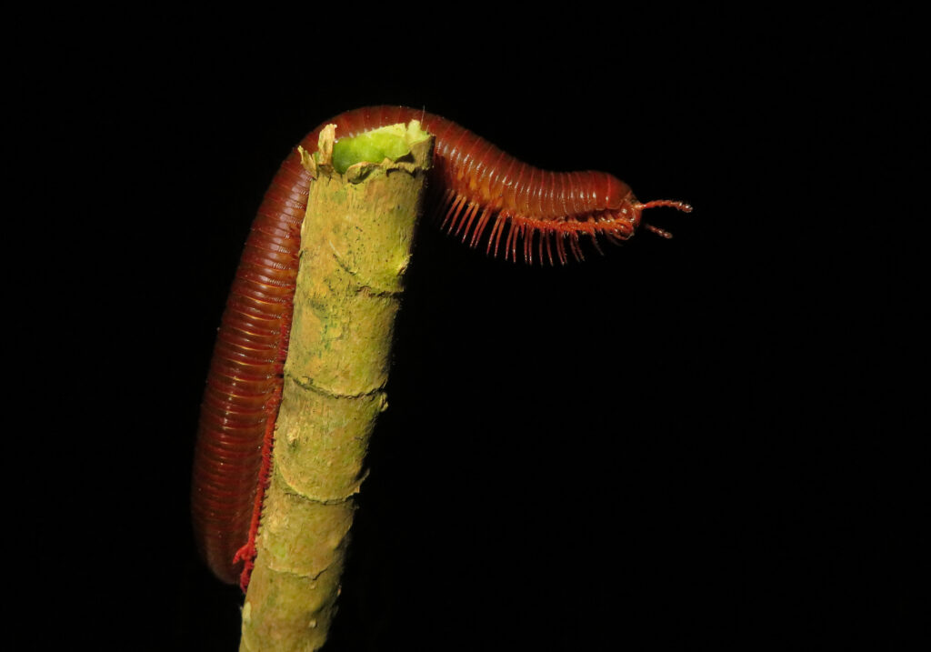 Kaki Seribu Punggung Bulat (Superordo Juliformia)