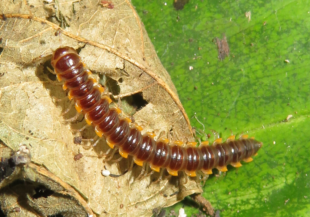 Kaki Seribu Berpunggung Datar (Ordo Polydesmida)