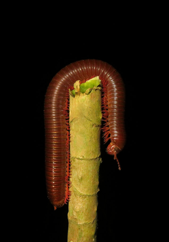 Kaki Seribu Punggung Bulat (Superordo Juliformia)