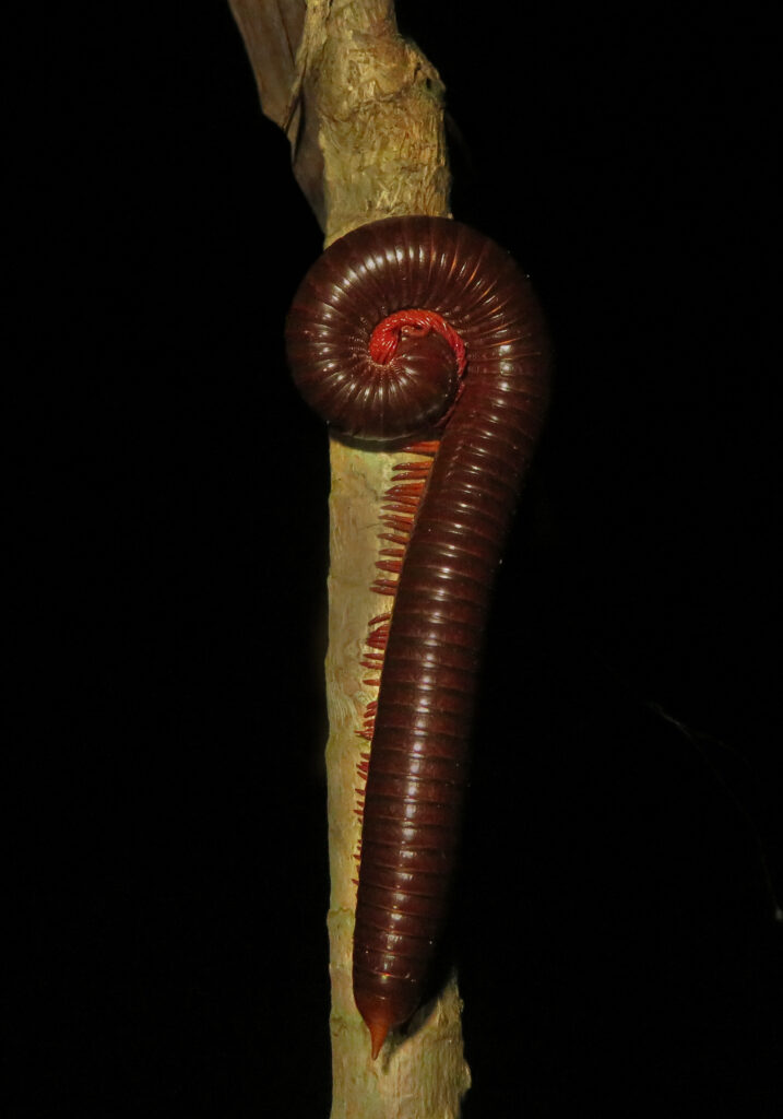 Kaki Seribu Punggung Bulat (Superordo Juliformia)