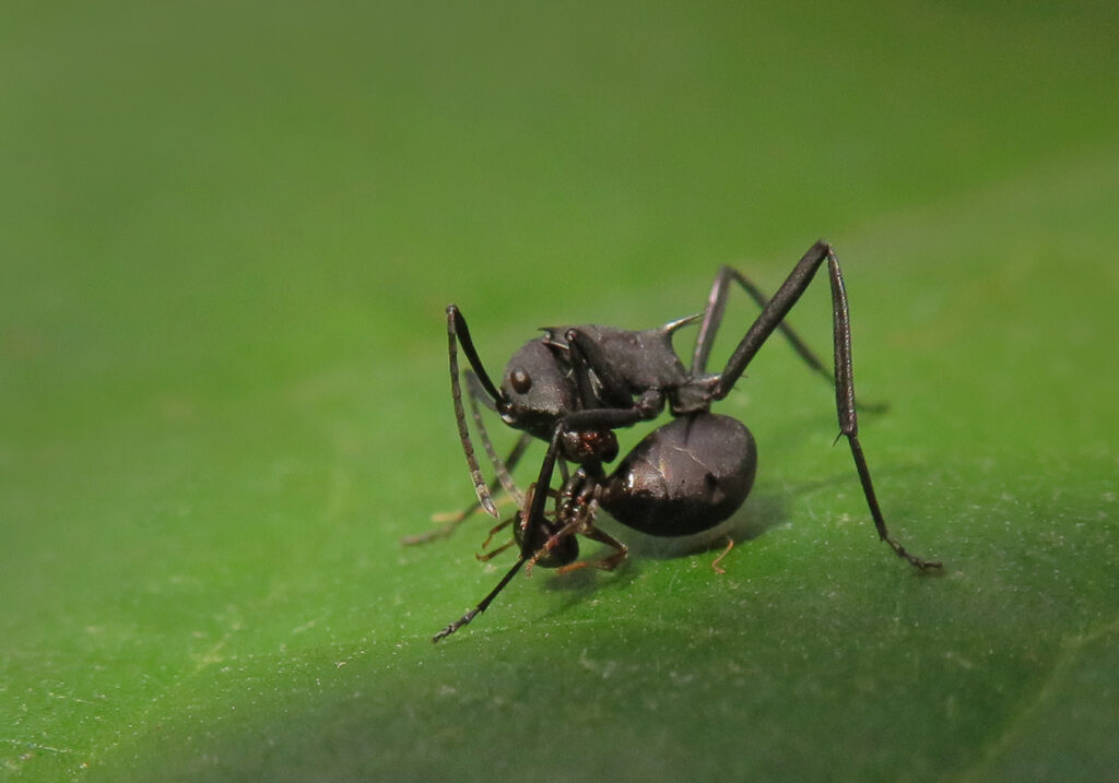 Semut Formicine (Subfamili Formicinae)