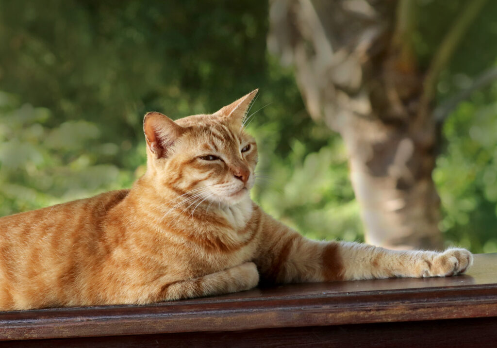 Domestic Cat (Felis catus)