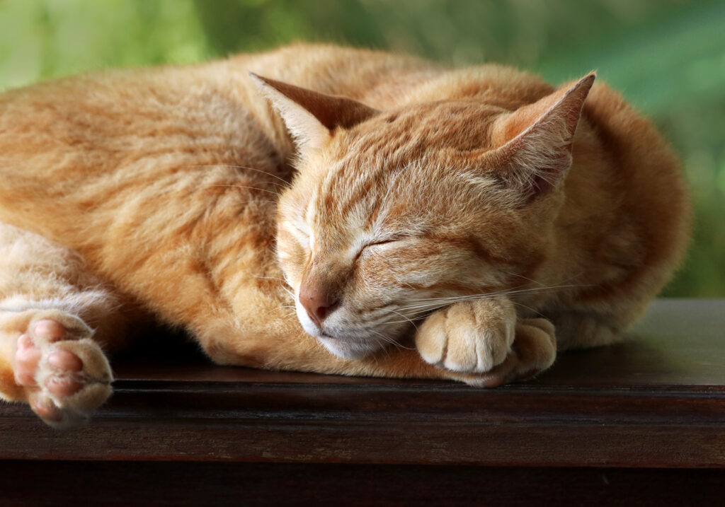 Domestic Cat (Felis catus)