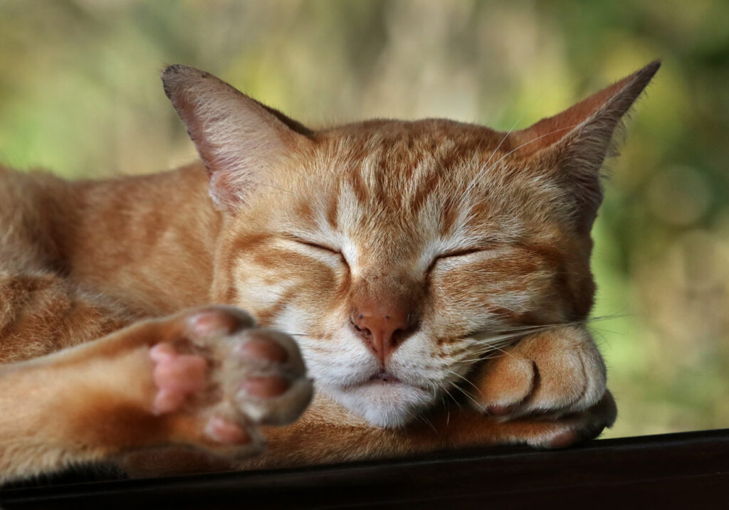 Domestic Cat (Felis catus)