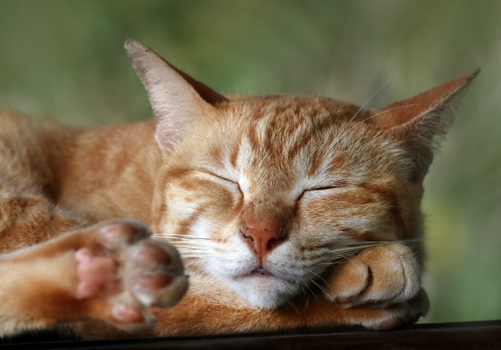 Domestic Cat (Felis catus)