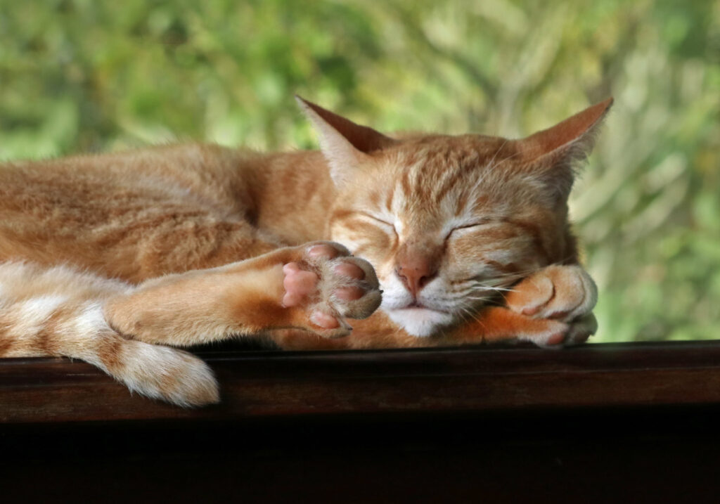 Domestic Cat (Felis catus)