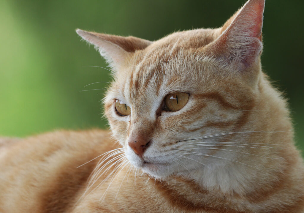 Domestic Cat (Felis catus)