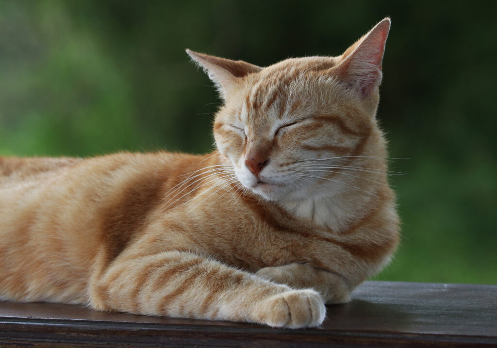 Domestic Cat (Felis catus)