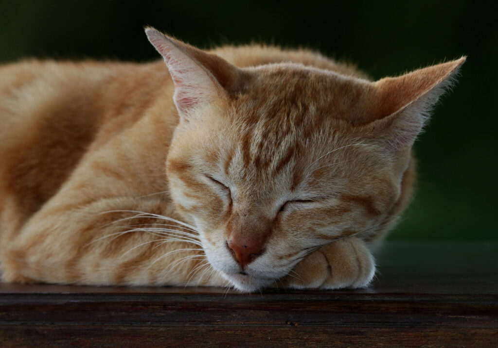 Domestic Cat (Felis catus)