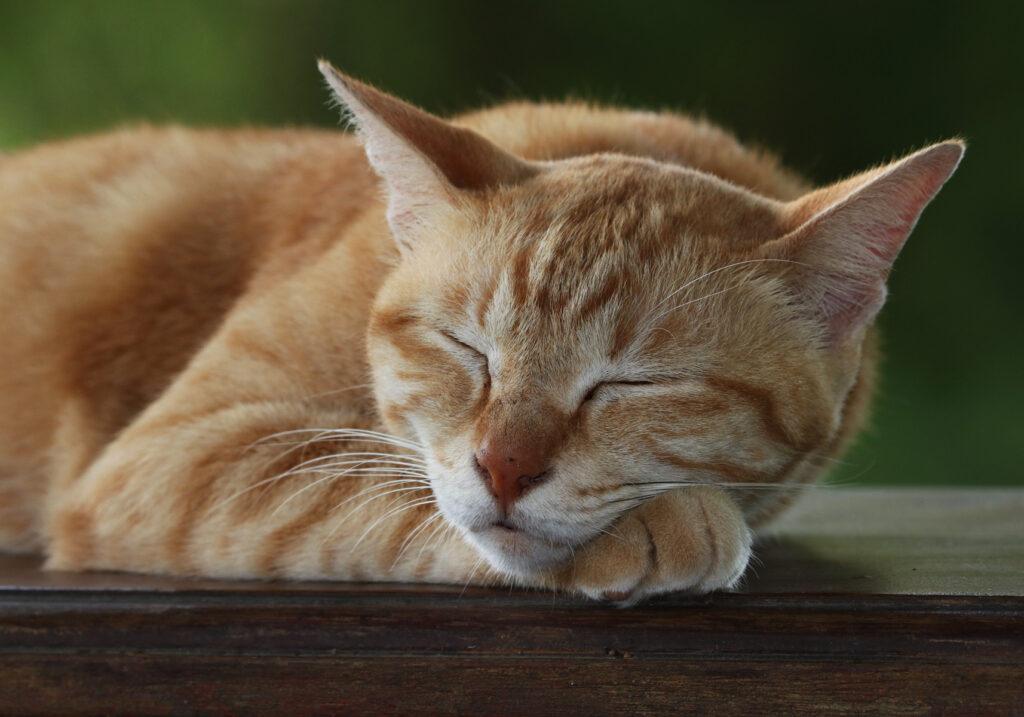 Domestic Cat (Felis catus)