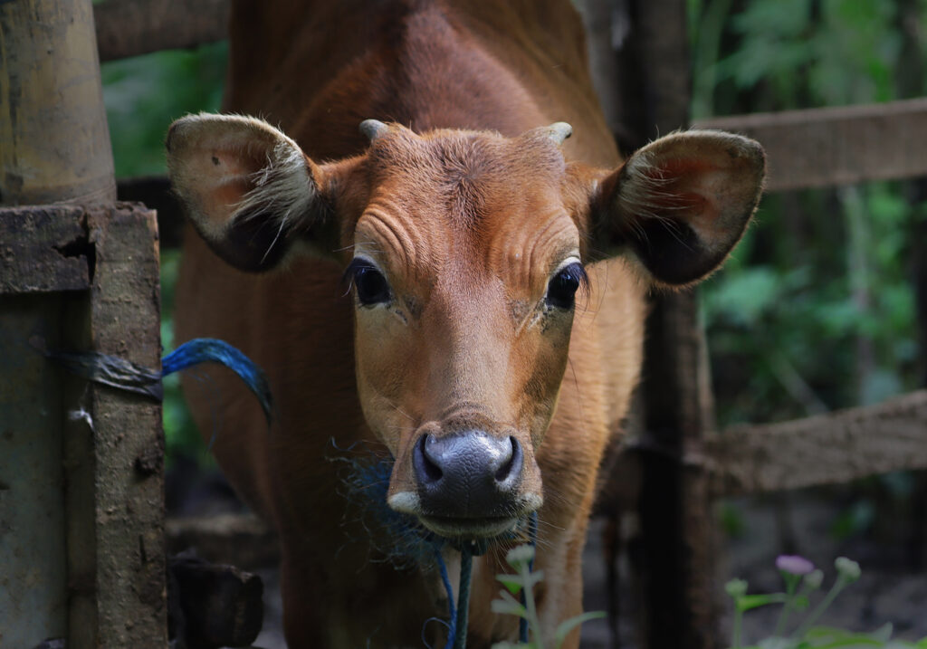 Bali Cattle