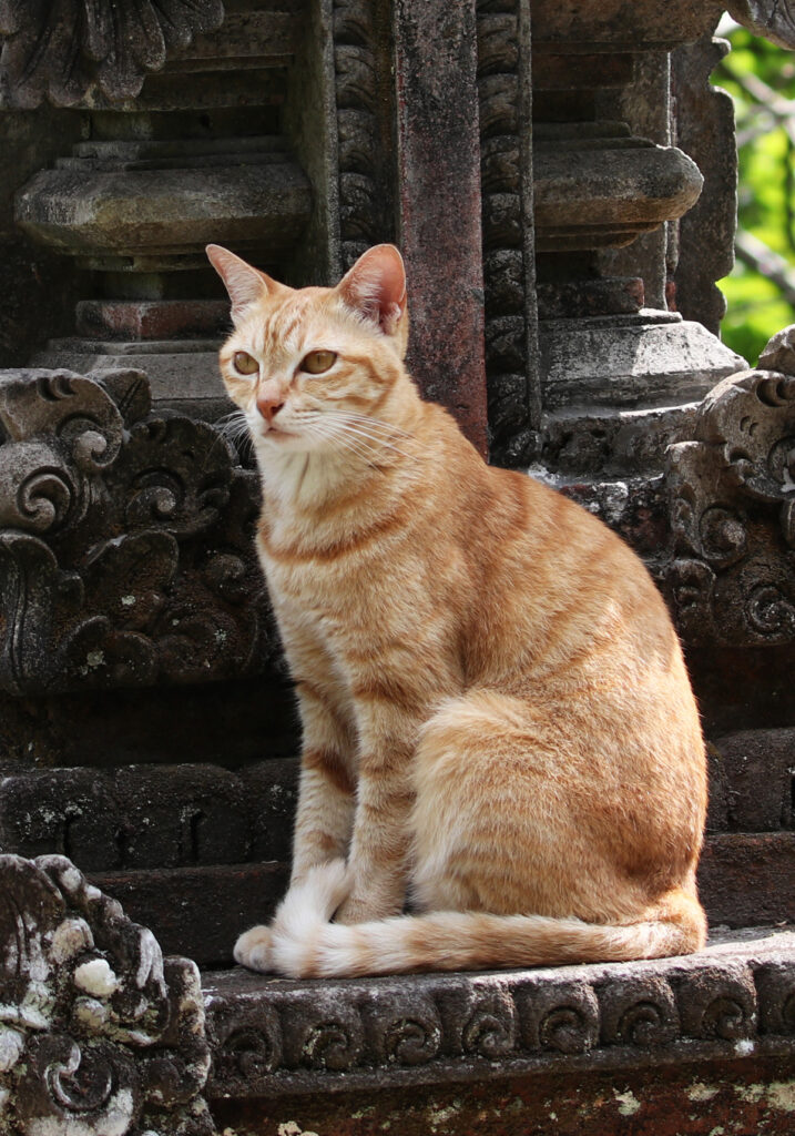 Domestic Cat (Felis catus)