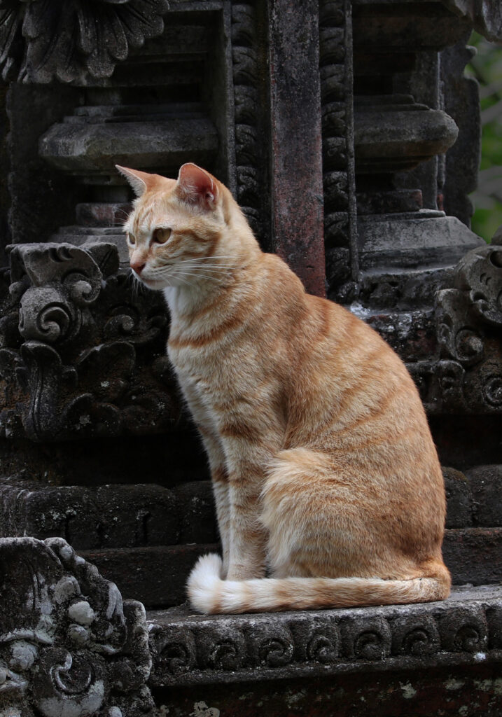 Domestic Cat (Felis catus)