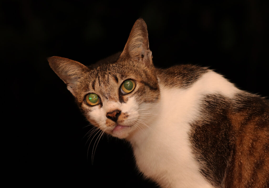 Domestic Cat (Felis catus)